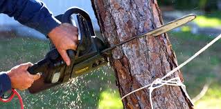 How Our Tree Care Process Works  in  Worthington, IN