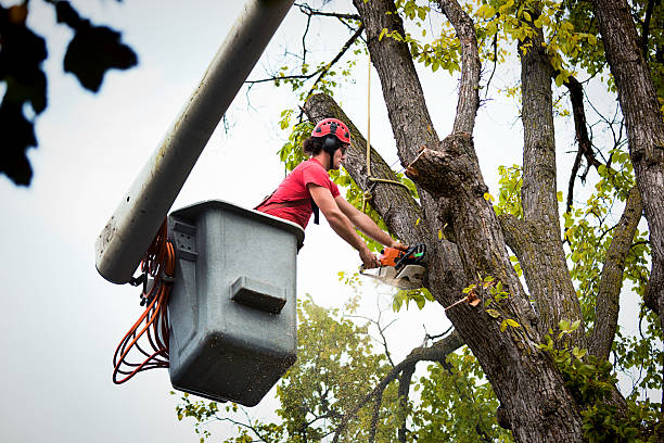 Trusted Worthington, IN Tree Care  Experts